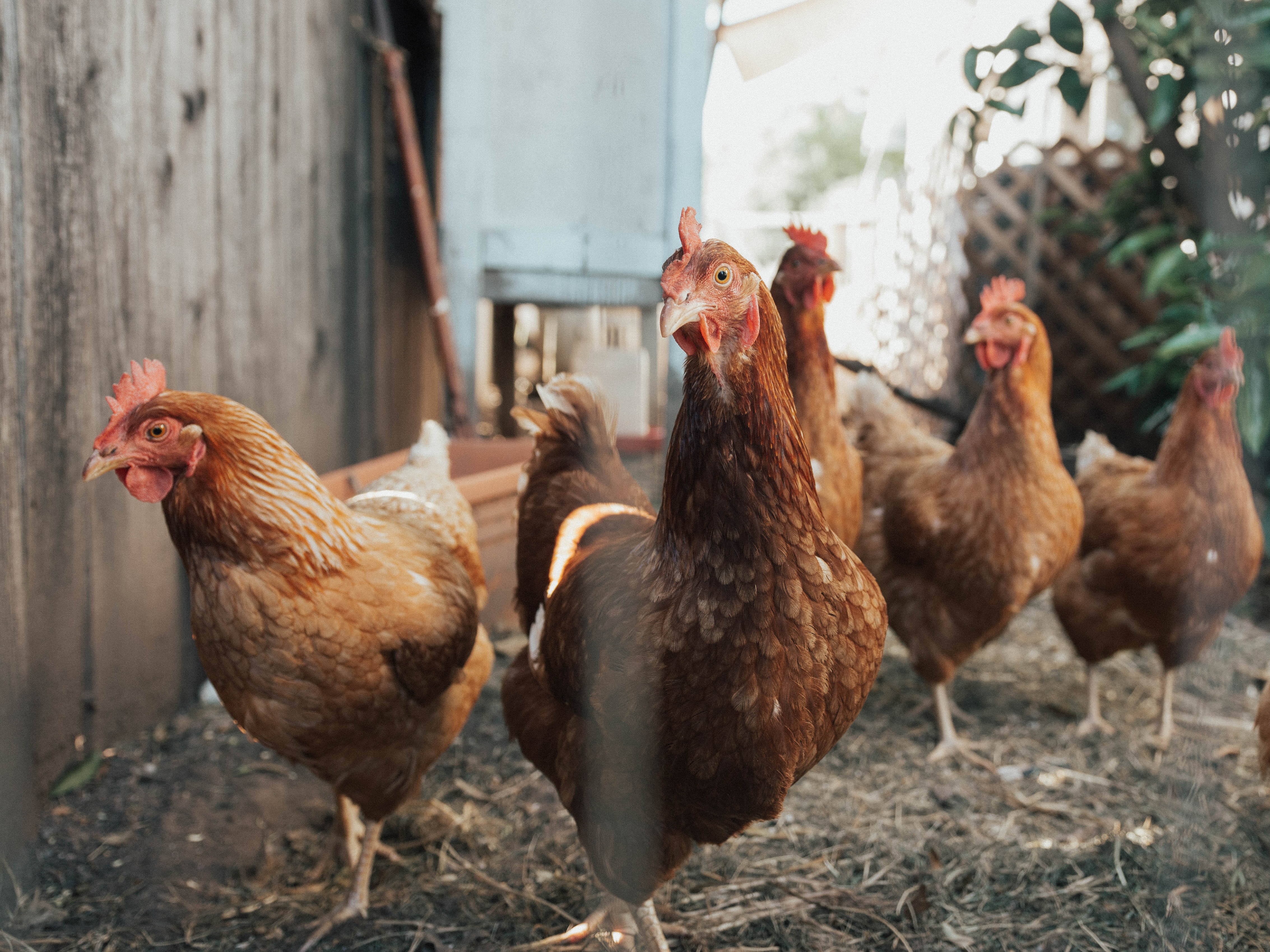 Chicken happily pecking at a pile of diverse feed