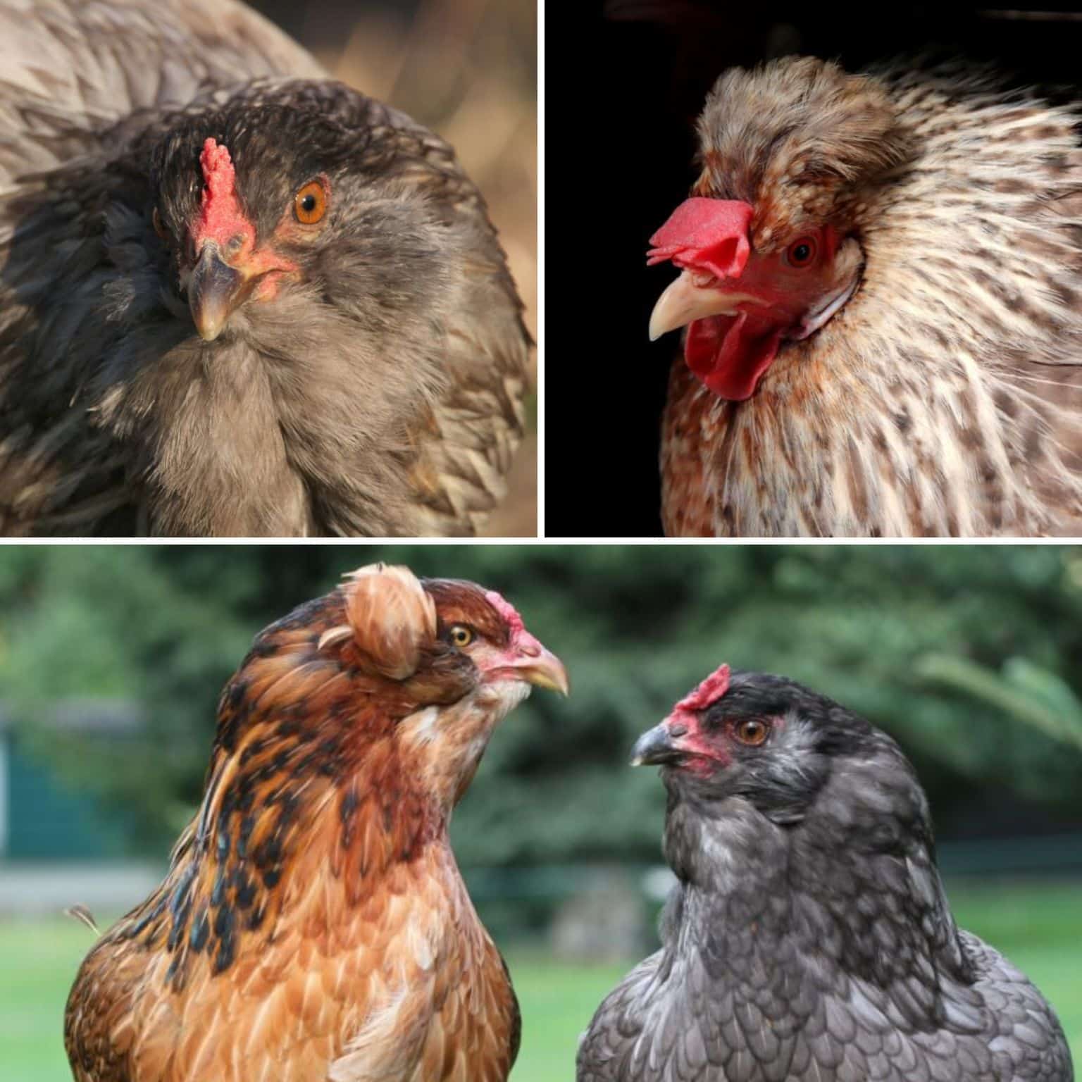 Araucana chicken laying blue eggs